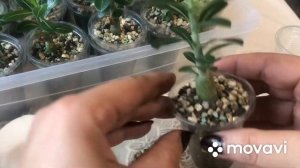 Адениум, обрезка и пересадка.