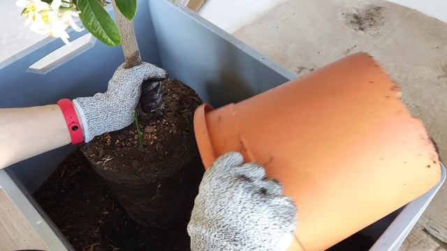 ПЕРЕСАЖИВАЮ новые ЦИТРУСЫ. В каком ГРУНТЕ они посажены? Полная ЗАМЕНА ГРУНТА смотреть онлайн