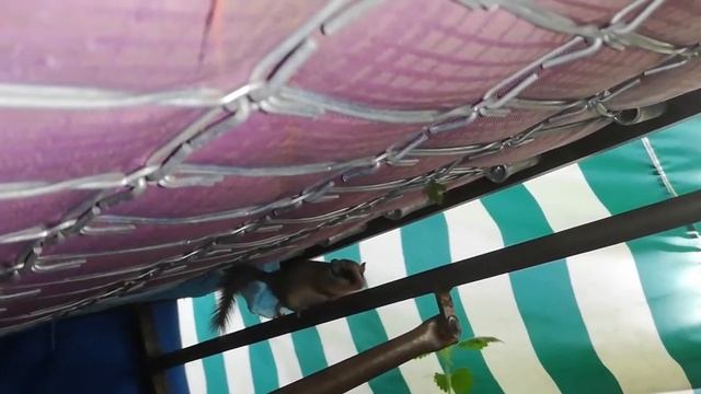 Соня лесная или садовая, приходила в гости. смотреть онлайн