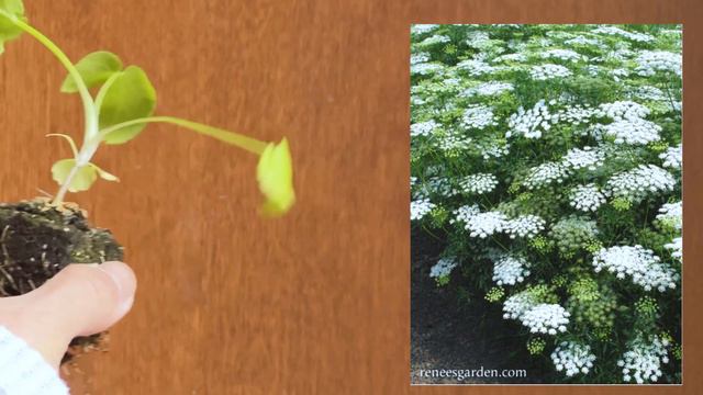 Cold Hardy Annuals For Early Spring Planting смотреть онлайн