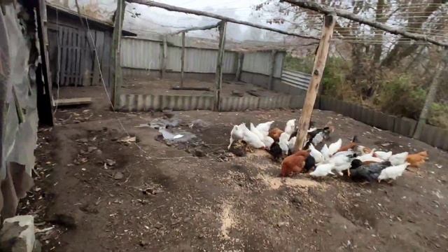 Как много дел накопилось к выходным!!! смотреть онлайн