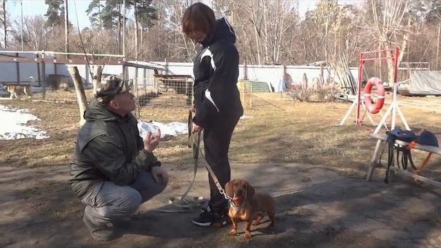 В доме две собаки смотреть онлайн