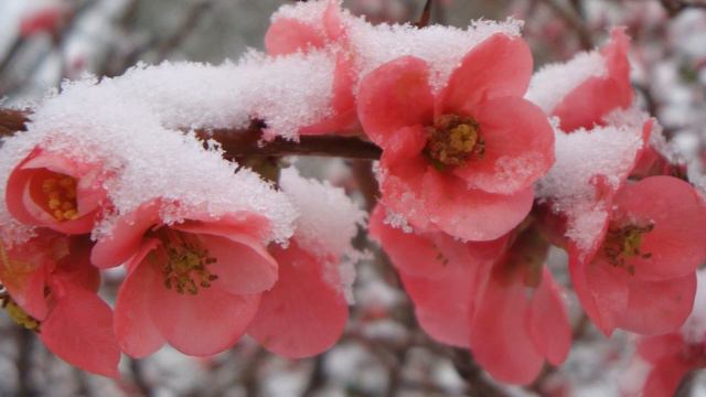 ბესო კალანდაძე - ყვავილები თოვდა (ციხისზირას) смотреть онлайн