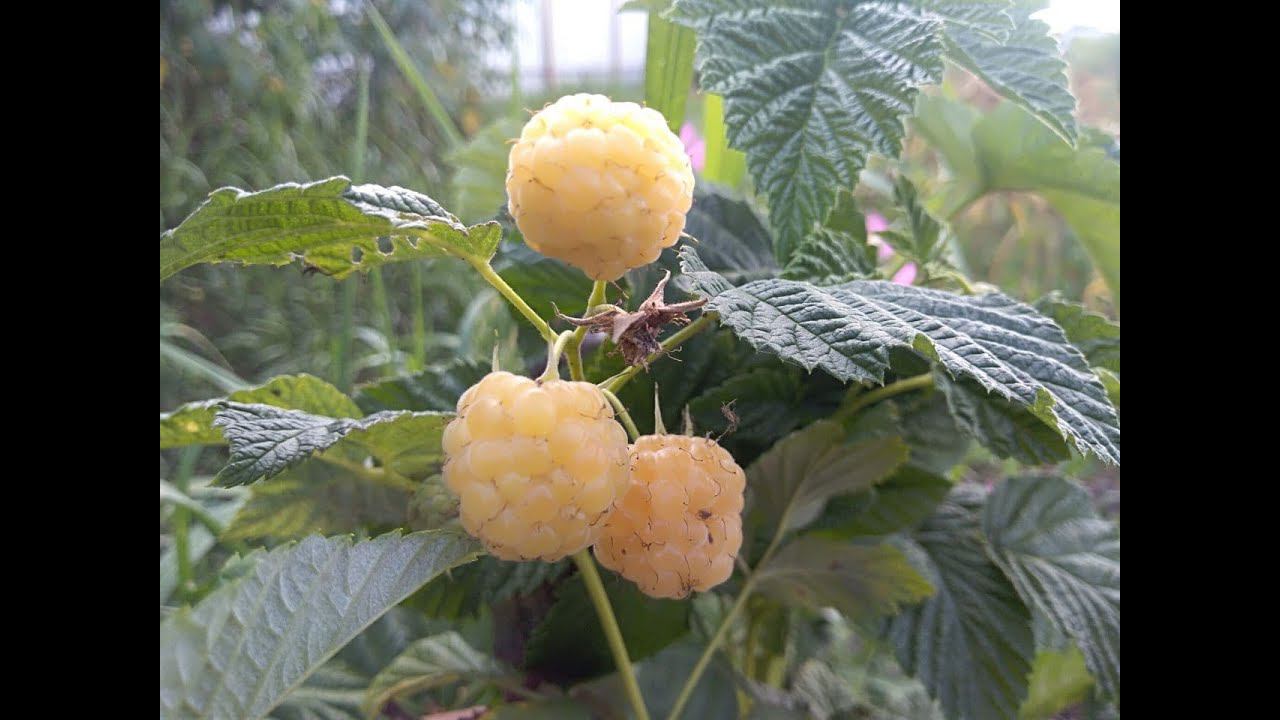 Малина Жёлтый гигант отзыв. В первый год посадки сможет порадовать урожаем?