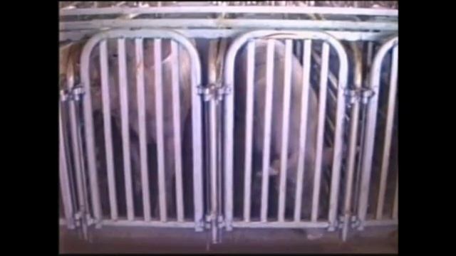 PB Documentary part 1 смотреть онлайн