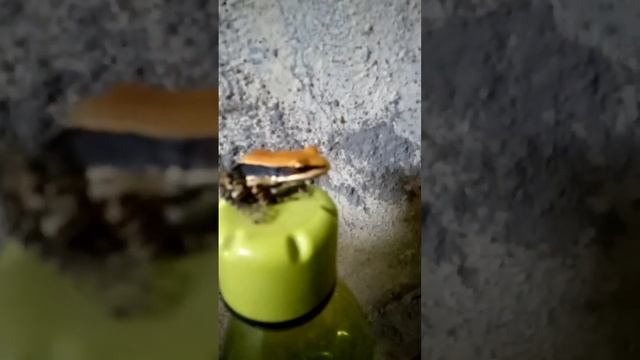 frog#sit on the bottle# смотреть онлайн