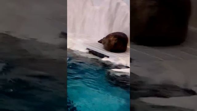Ленивый тюлень смотреть онлайн