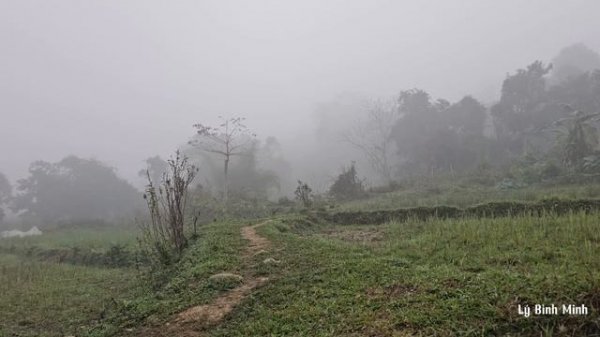 Harvesting sweet potatoes goes to the market to make money - renovating a new garden