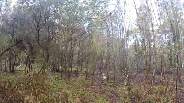 BECASSES novembre en Bretagne avec setters anglais смотреть онлайн