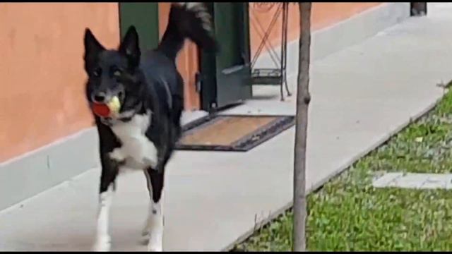 Мини тренировки Чак , Пиппи. Природа. 🐶🐺👍🏻👍🏻💖💖 смотреть онлайн