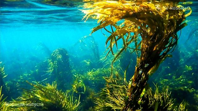 Морская капуста смотреть онлайн