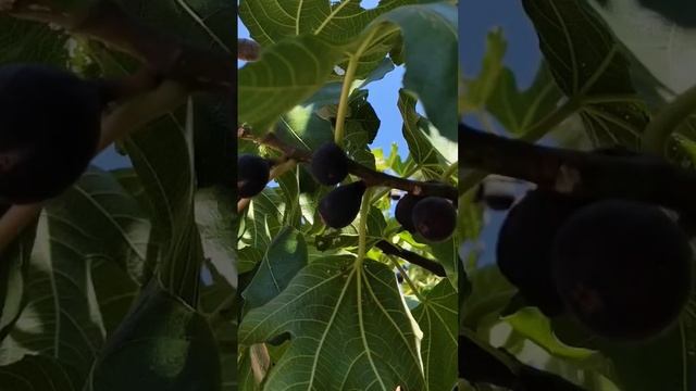 КРЫМ! Инжир поспел в нашем саду! смотреть онлайн