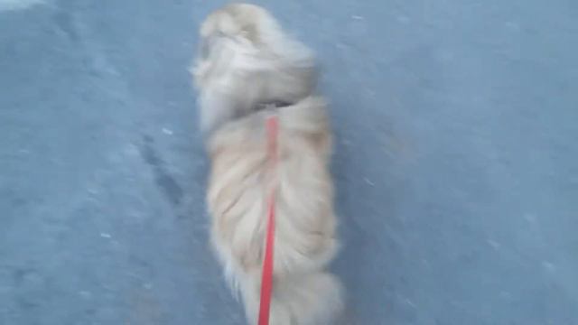 Коди и нормальный чистый город. смотреть онлайн