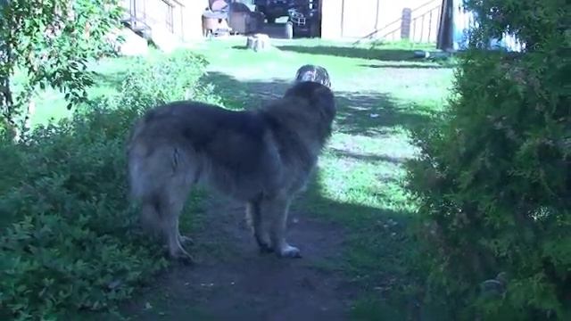 Тебя - Господи - славим! смотреть онлайн