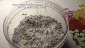 Хризантема из семян, перед пикировкой, (ч.2) 31 марта 2016 год.