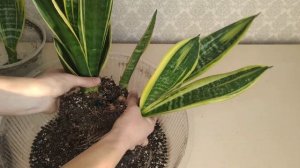 Сансевиерия Голд Флейм. Яркая солнечная красотка. Выбор грунта для сансевиерий. Деление куста