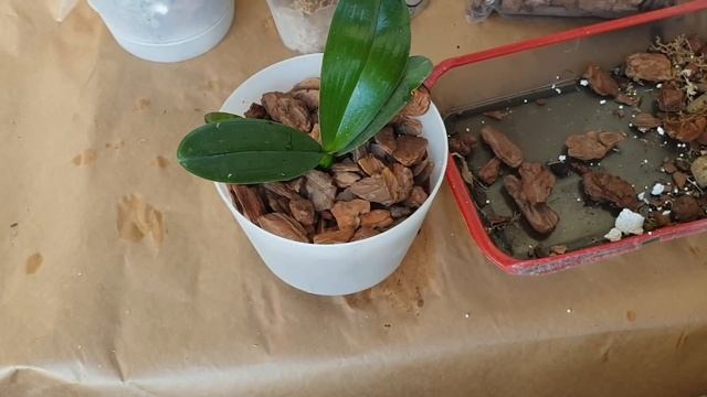 Лучшие посадки для орхидей подростков#Первый полив в горшке Партер#Пересадка орхидеи 1.7#Часть 2 смотреть онлайн