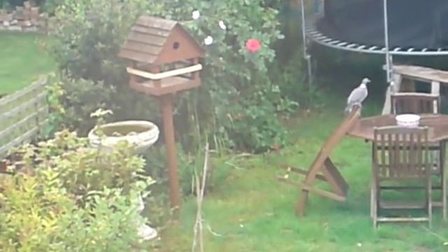 keep greedy fat bastard pigeons off your bird table and hoovering up expensive bird food смотреть онлайн