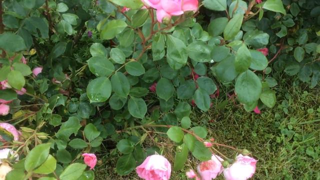 Roses 'Centenaire de Lourdes' La pluie les plie смотреть онлайн