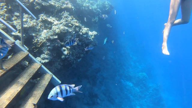 Снорклинг, красное море, Египет, шарм эль шейх. Отель Shores Amphoras смотреть онлайн