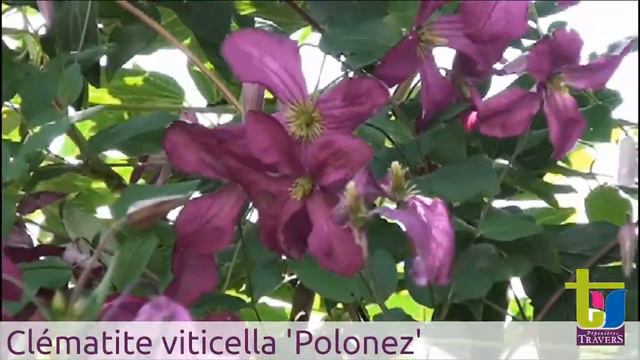 Clematite viticella Polonez - Pépinières TRAVERS - Spécialiste des plantes grimpantes смотреть онлайн