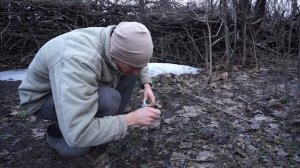 Прививка абрикоса на сливу черенком в расщеп.