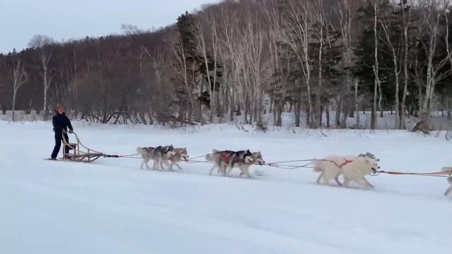 Катаемся на собаках на Сахалине