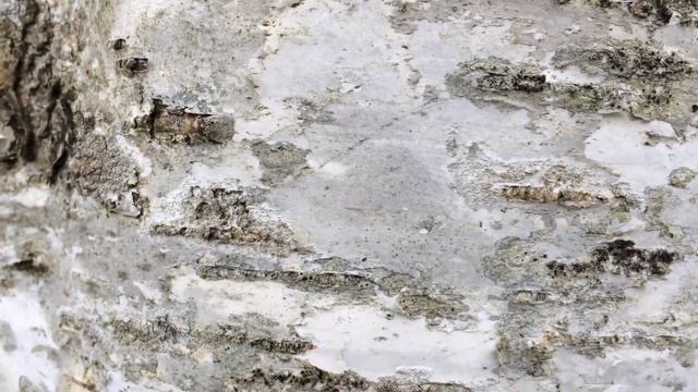 Downy Birch (Betula pubescens) - bark close up - February 2018 смотреть онлайн