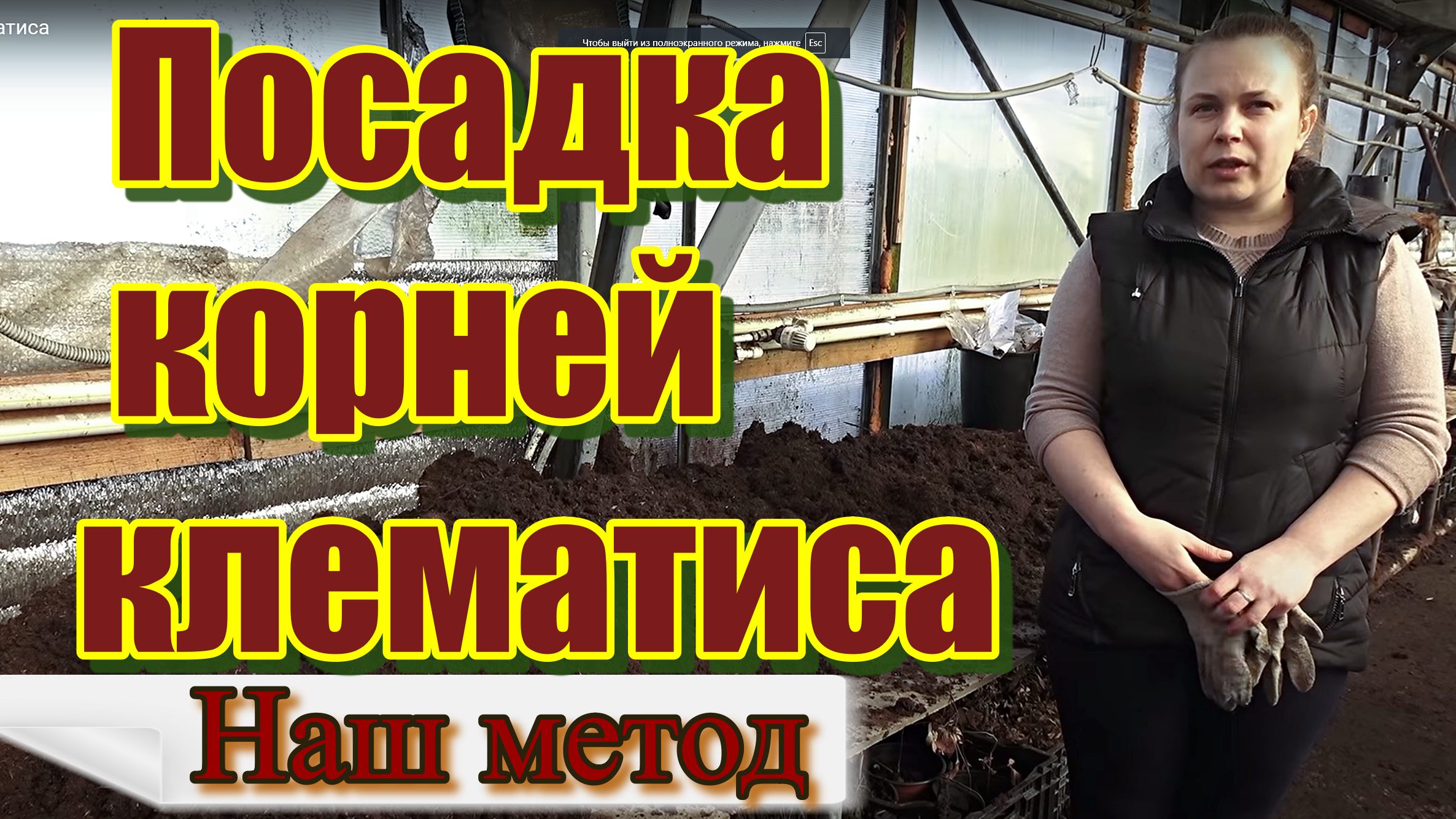 Наш способ посадки корней клематиса смотреть онлайн