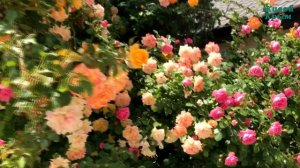 Клематисы и розы от мая до морозов