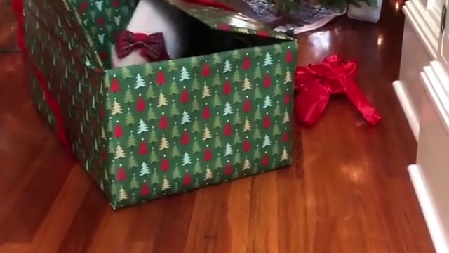 хрюкающий подарок смотреть онлайн