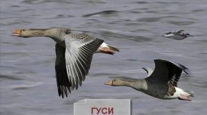 ПЕРЕЛЁТНЫЕ ПТИЦЫ для детей