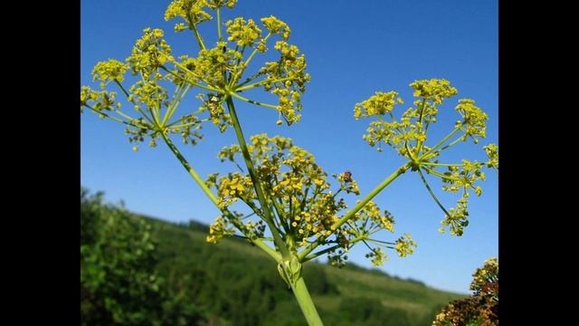 ФЕРУЛА  (FERULA)  Cем. Зонтичные