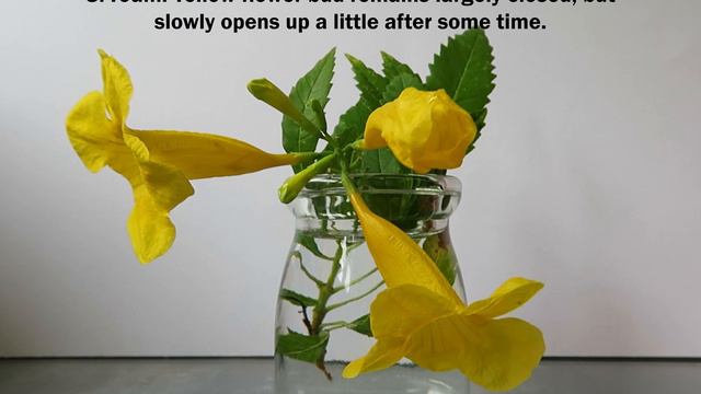 Secrets Of The Sea Hibiscus (Talipariti Tiliaceum) And Golden Bells (Tecoma Stans)