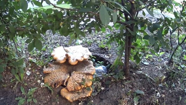 Грибы в Городе! СКК "Вместе". смотреть онлайн