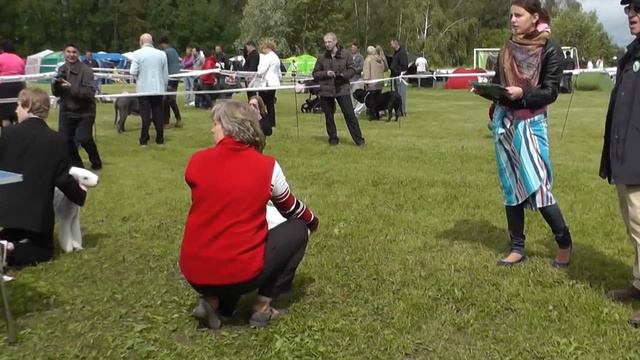 Specialty Bedlington Show. Moscow. 03.06.2012. BEST JUNIOR of BREED смотреть онлайн