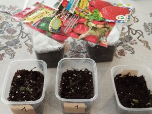 Посадка земляники На рассаду из семян В домашних условиях