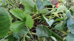 Обзор ремонтантной клубники Вима Рина