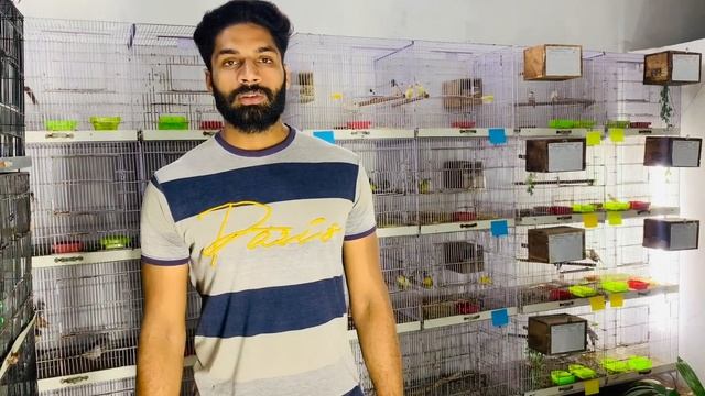 JAVA ki season ki pehli Breed ALHAMDULILLAH 100 % result#05 | java | | Java Breed| #lovebird #finch смотреть онлайн