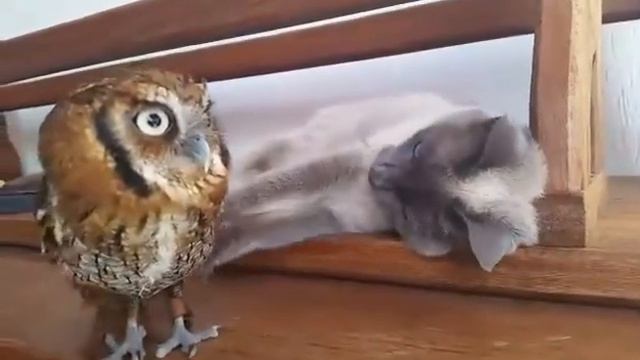 Кошка и совёнок смотреть онлайн