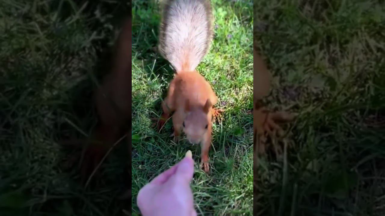 Белки Белочки смотреть онлайн