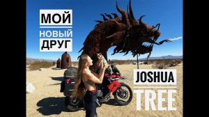 Моё первое путешествие с собакой, Joshua Tree National Park, California
