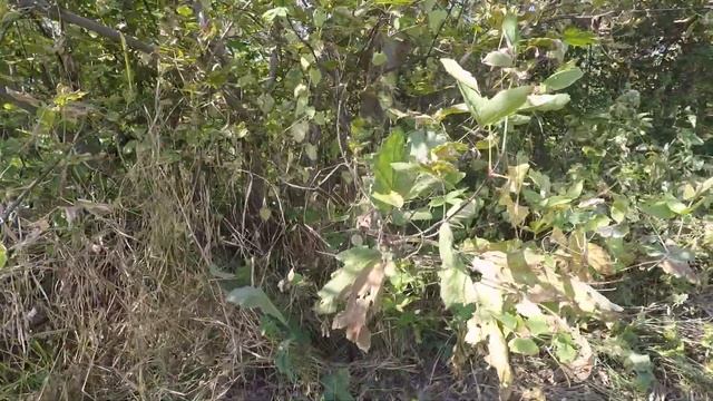 Убираем топинамбур на компост