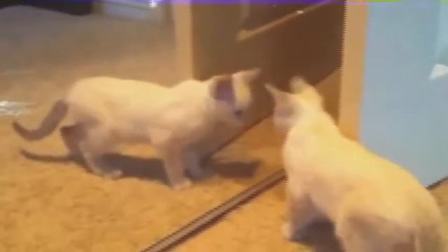 Самые смешные приколы с котятами смотреть онлайн