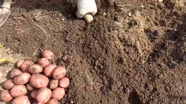 КАРТОФЕЛЬ в грядах под сеном. Результат выращивания без окучивания. #урожайныйогород смотреть онлайн