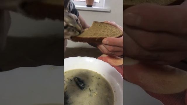 Кот ест суп с хлебом #fyp #fyp #funny #cat