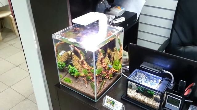 Aquael ShrimpSet Smart 20 литров смотреть онлайн