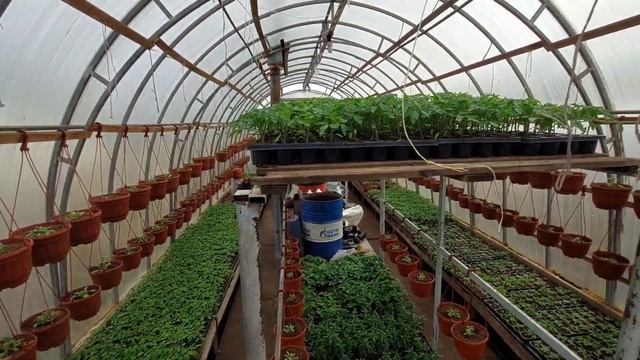 Сульфат магния-лучшая подкормка по листу для зелени!!!