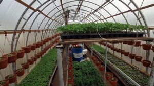 Сульфат магния-лучшая подкормка по листу для зелени!!!