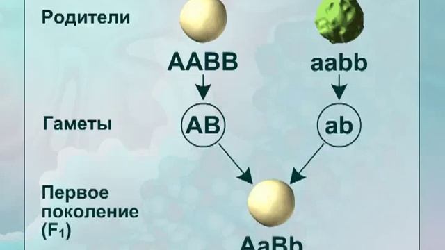 Третий закон Менделя смотреть онлайн
